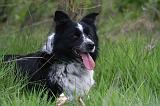 BORDER COLLIE 1512
